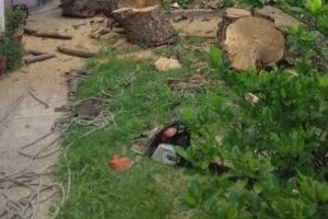 EL CORDOB&Eacute;S &ndash; PODAS, EXTRACCIONES , LIMPIEZA DE TERRENOS, HIDROLAVADOS, PINTURA