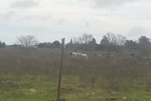 Navarro Hector &ndash; Limpieza de Alfombras y Sillones