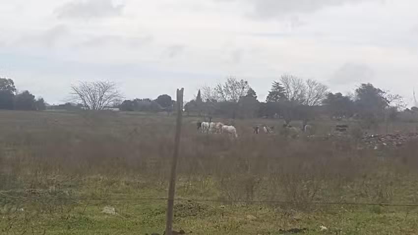 Navarro Hector &ndash; Limpieza de Alfombras y Sillones